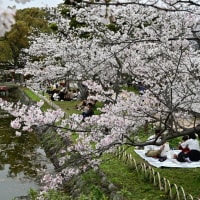 今年は一歩早く桜の花をみることができました。小城公園（佐賀県小城市）