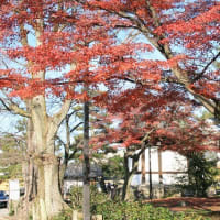 06/30奈良京都への旅-18（京都：建仁寺の紅葉、）