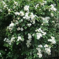 野バラ咲き花から花へクマンバチ／ジューンスノウは五月に咲いて