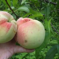 今年も美味しい桃を収穫