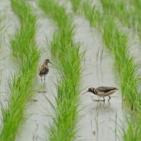 心に残る情景*「鳥景」田園スナップ・ケリ・タマシギ