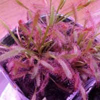 モウセンゴケ　（ドロセラ）食虫植物57