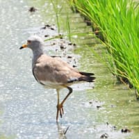 ケリ　性懲りもなく