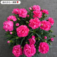 母の日から一週間🌹