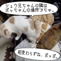 ３匹仲良くしてるかな・・・。