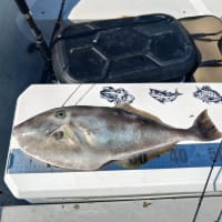 イサキ１０匹の予定でしたが・・・珍魚連発(^O^)／