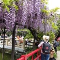 2025年4月～花だより