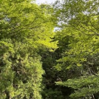 緑の中で