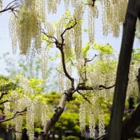 大天白神社の「藤まつり」2024
