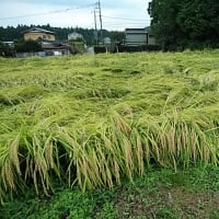 米沢吾亦紅／稲雀風の形をつくりけり