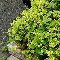 栄光に向かって走っているつもりだった。