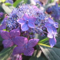 山紫陽花「藍姫」　２種