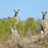 カンガルーとかとかげとか キンチェガ国立公園 オーストラリア