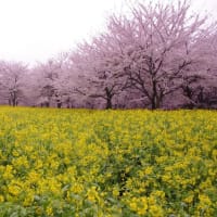 桜花爛漫