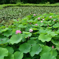 ハスの花盛り　農業センター　2025/07/12（鹿児島）