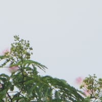 ねむの木「梅雨」の樹々。
