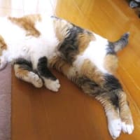 「猫のあたまって」