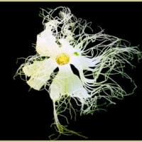 カラスウリの花
