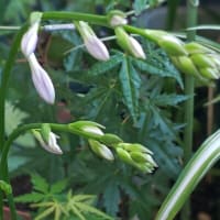 水無月十七日。きのうよりきょうの擬宝珠の蕾