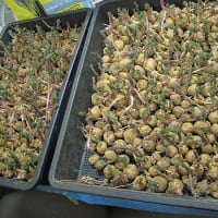 【隠居の朝の一言　食料生産は家族を救う　05/04】
