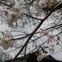 桜も終わり…♪