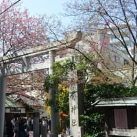 蔵前神社の桜とミモザ