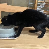 看板猫のいるお店で猫飲み 予告編 (2506-2)
