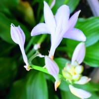 JULIE77歳と3日目。薄紫の擬宝珠17番ひとつ咲いて