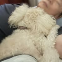 はてなブログへの引っ越し