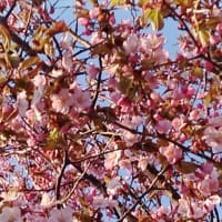 サクラ咲く