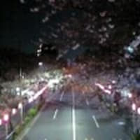 東京・夜桜