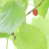 マグワ