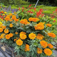 「地域ぐるみでむらじゅう花ざかり事業」の下生坂区南部３常会の花畑の風景