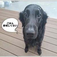 ごはん拒否