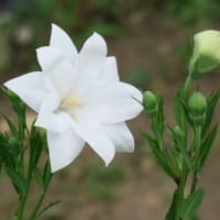 ♪りんりんりんどぉぉ♪の「２色リンドウ開花」。