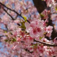 ポル胡くん  お出かけしても良いですか