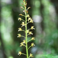 治療の合間に少しだけ花散策！（ギンランとコケイランと！）