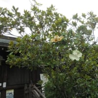 大和１３佛霊場　第３回目　最後は　第５番・金剛寺へ