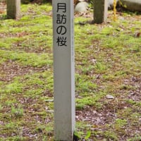富山県黒部市、宇奈月町浦山「鶏野神社の月訪の桜」（市指定）です！！