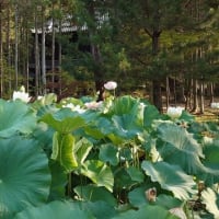 曹源寺～2025年7月8日