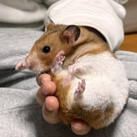 投資関連のお話しPART10【トランプショックから1か月】