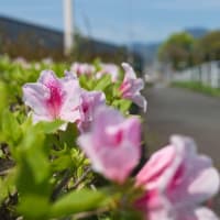 西鉄津古駅から西鉄朝倉街道駅までウォーキング