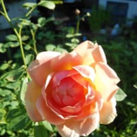 🌸木陰のお花達😊🌸