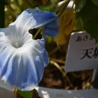 朝顔狩り　神奈川県鎌倉市　日比谷花壇大船フラワーセンター（3）いろんな色と柄の朝顔