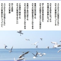 カモメの季節