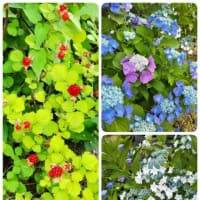 紫陽花さん ありがとう