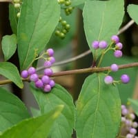 植物園の“イッサイサルスベリ”の花など！