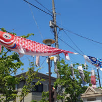 鯉のぼりフェスタ＠出石町（西大井３丁目、大井７丁目）町会