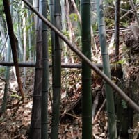 工房　落ち葉掃除　2025.5