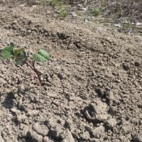 色々植えてみました